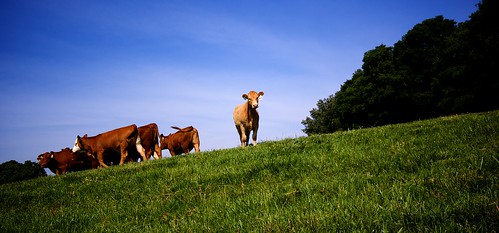 alabama huntsville jonesvalley farm cows grass field sky trees blue green brown hot napg
