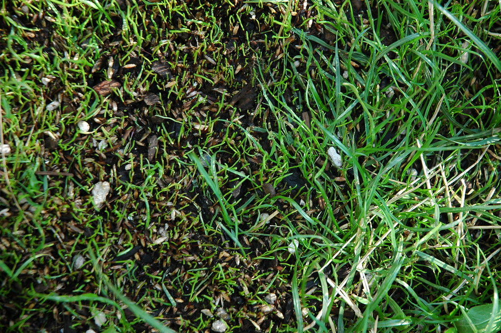 Recently sewn grass seed pushing up and growing, established grass turf on the right, Seattle, Washington, USA