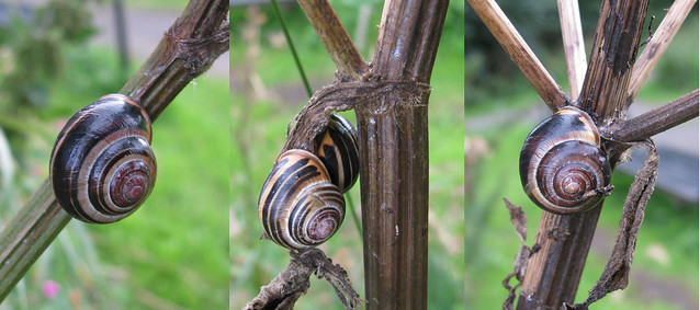 Snails of Trottick