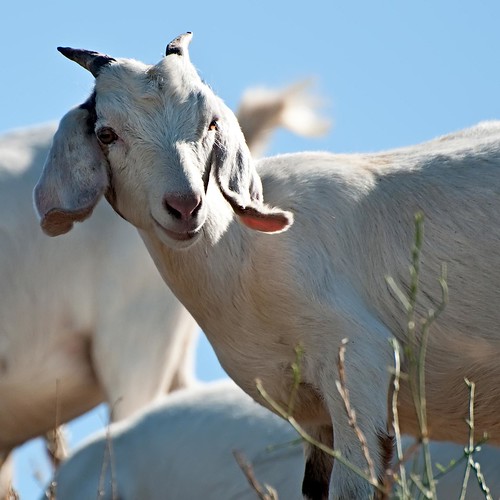 california sunnyvale goat september explore goats photoaday 2009 johnk explored d5000 sunnyvalewetlandspreserve johnkrzesinski randomok