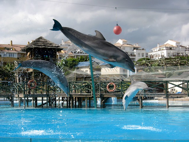 delfines saltarines