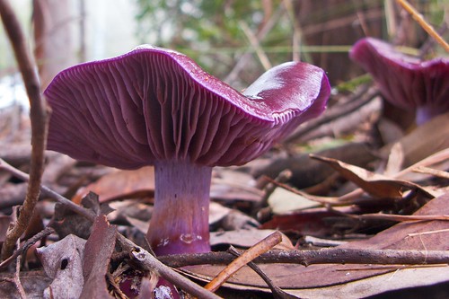 Purple Mushroom 2