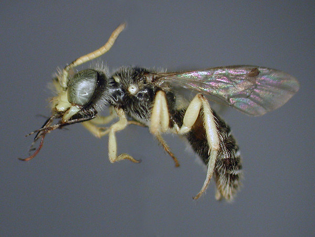 Barraya Insect Ricardo A B | Flickr