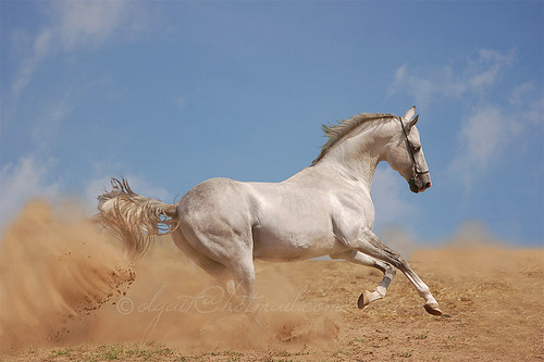 Небесный Аргамак/Akhal-teke stallion Grog