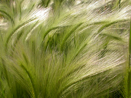 grass midsummer native poaceae perennial wheatgrass inflorescence foxtailbarley bunchgrass hordeum hordeumjubatum burkepark triticeae awns coolseason sagebrushsteppe silkenrye