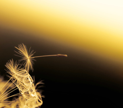 We have lift off by raceytay {I br♥ke for bokeh}