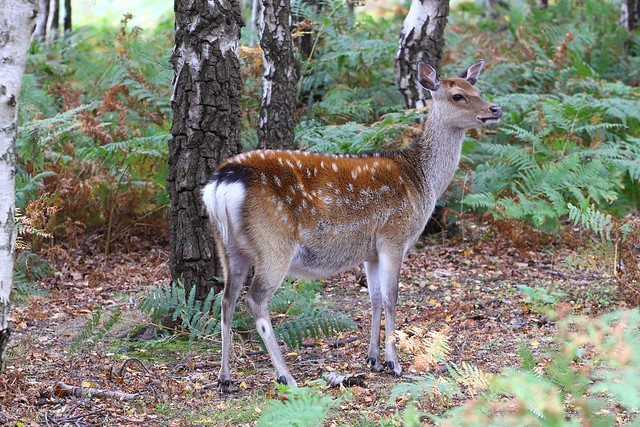 Sika Deer at Arne