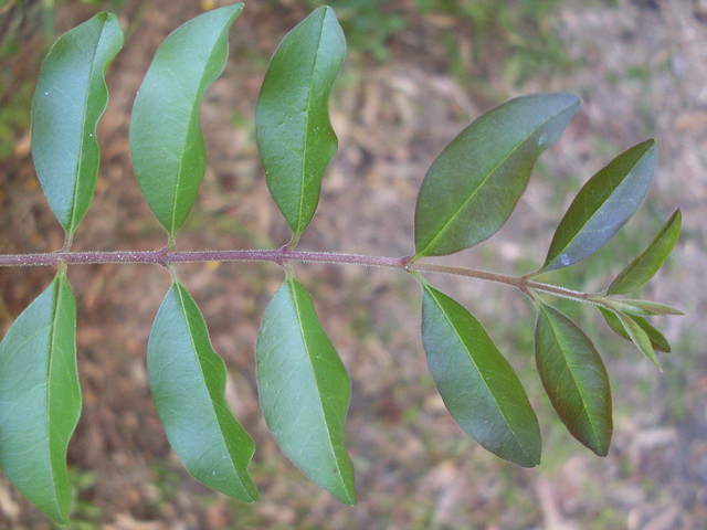 Small leaf privet leaves
