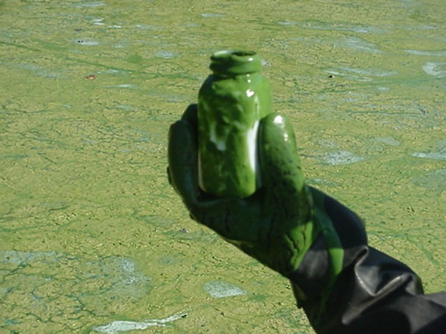 Jar of Blue-Green Algae from Wolfske Bay Lake Menomin