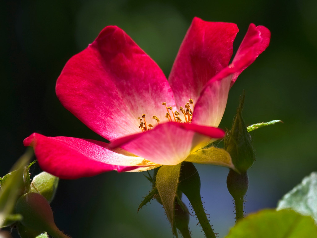 Spring Rose In Red | Copyright © Daniel Ruyle | Daniel Ruyle | Flickr