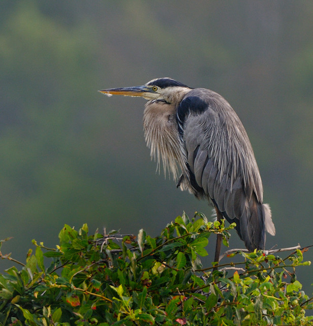 Great Blue Heron Perched on Tree Top