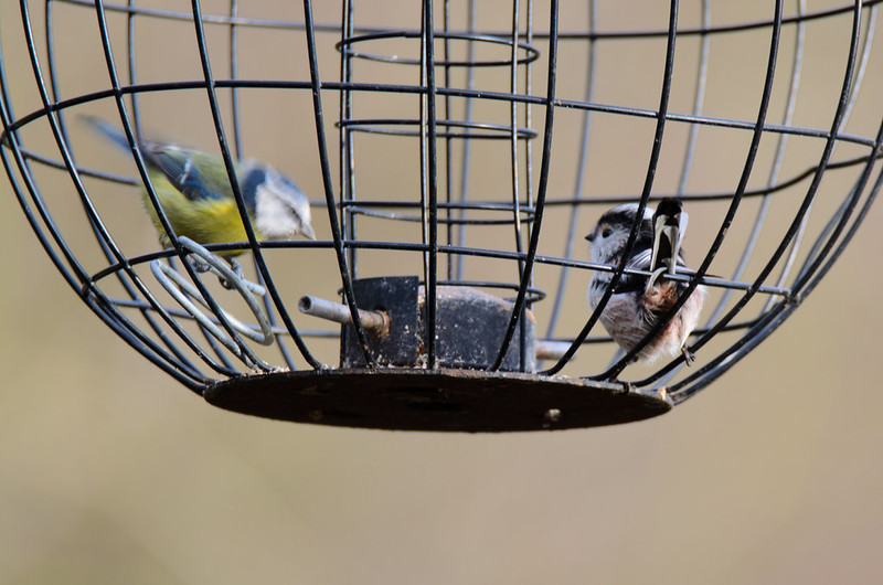 Long tailed tit and bluetit, Northycote