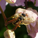 Flickr photo 'Polistes dominula' by: gailhampshire.