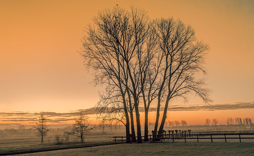 birds fence frost hss orange sliderssunday sundawn sunrise tree trees