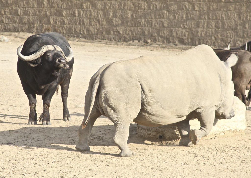 Cape Buffalo and Northern White Rhinoceros | Jean | Flickr