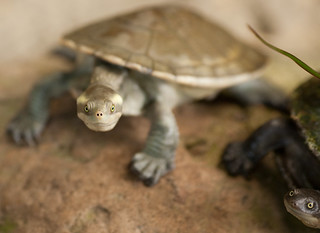 Crouching Turtle, Hidden Turtle | belpo | Flickr