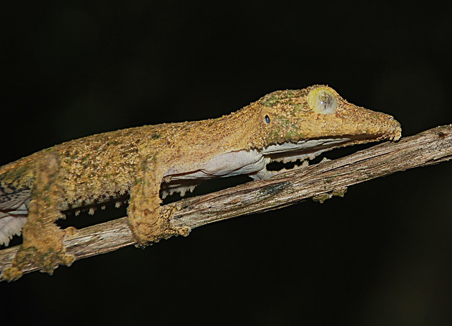 Uroplatus sikorae, Montagne d'Ambre, Madagascar