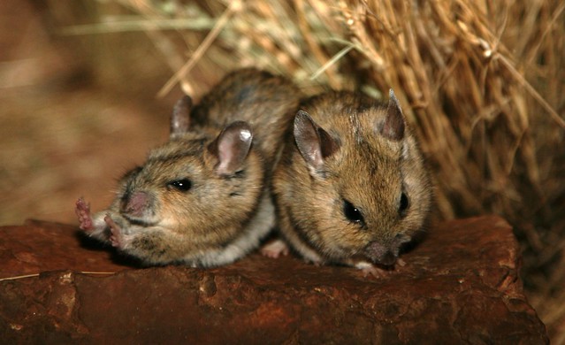 A pair of Plains Mice (Pseudomys australis), one having a good streach, Central Australia.
