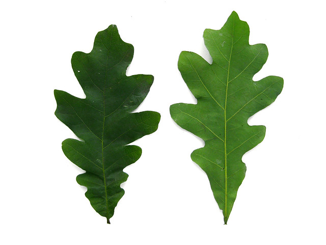 Quercus alba - White Oak leaves