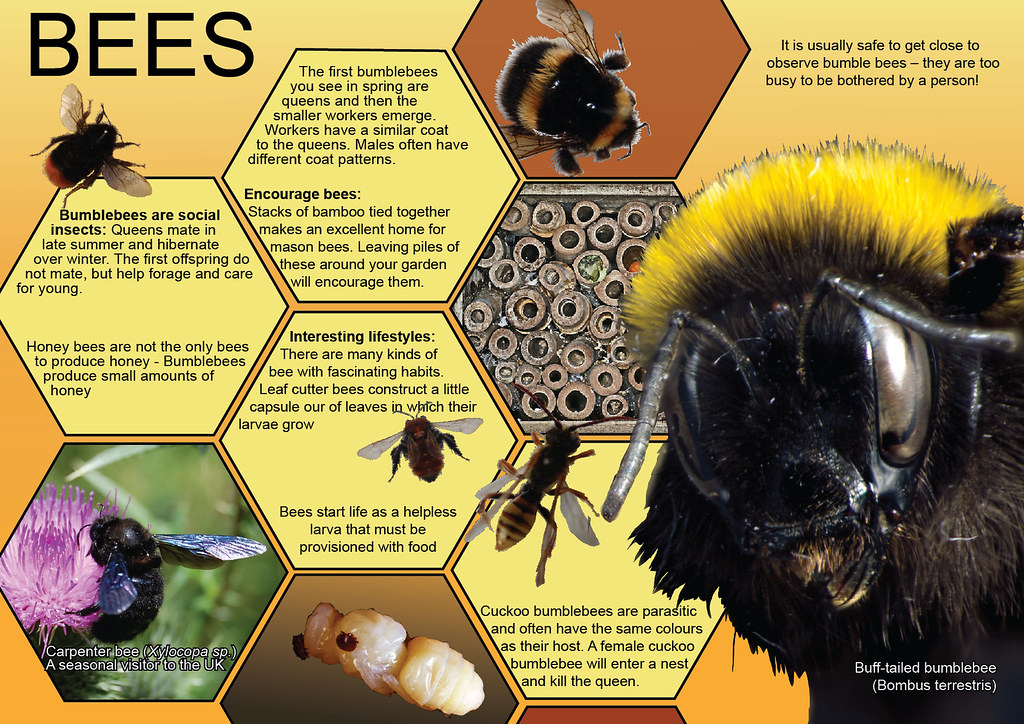 Bees Educational Poster Poster Based On Museum Specimens D Flickr
