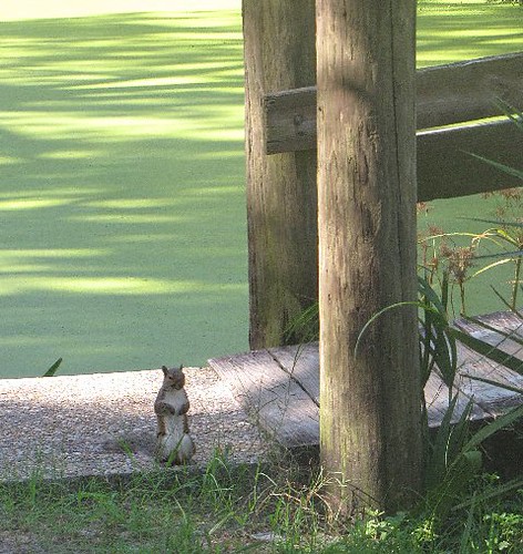 John Chesnut Park