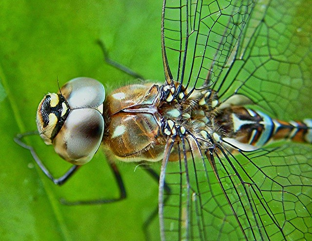 dragonfly macro