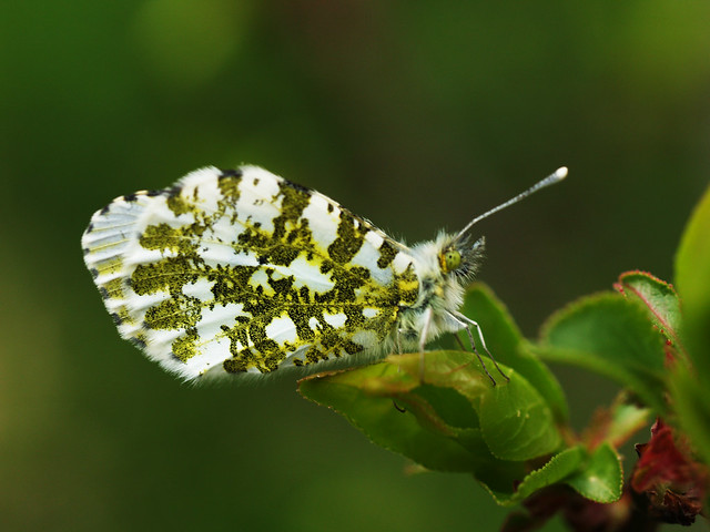 Schmetterling Motyl Butterfly