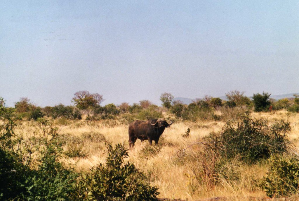 Buffalo | Tsavo East, Kenya. From Wikipedia - The African bu… | Flickr