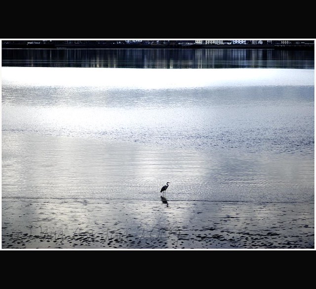 Heron Waiting - the Simple Solace of the Beauty of Nature - Tayside Scotland