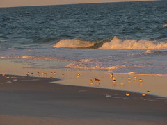 Sandpipers and plovers, Fire Island National Seashore
