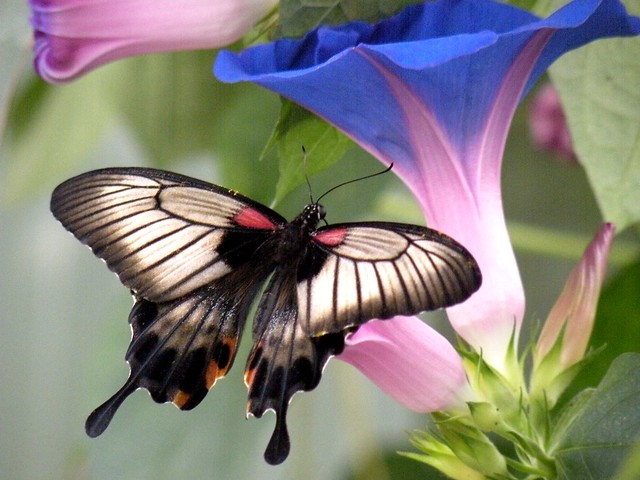 Jardin des Papillons - Grevenmacher - Luxembourg - France