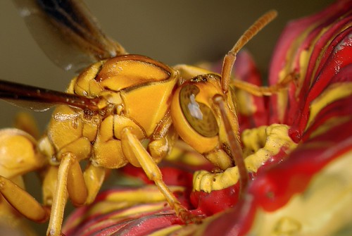 Paper Wasp by gauchocat