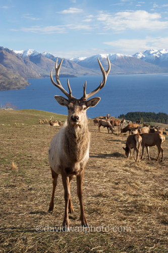 Red Deer in Queenstown, New Zealand