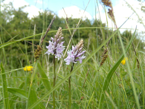 Orchids Cholsey to Goring