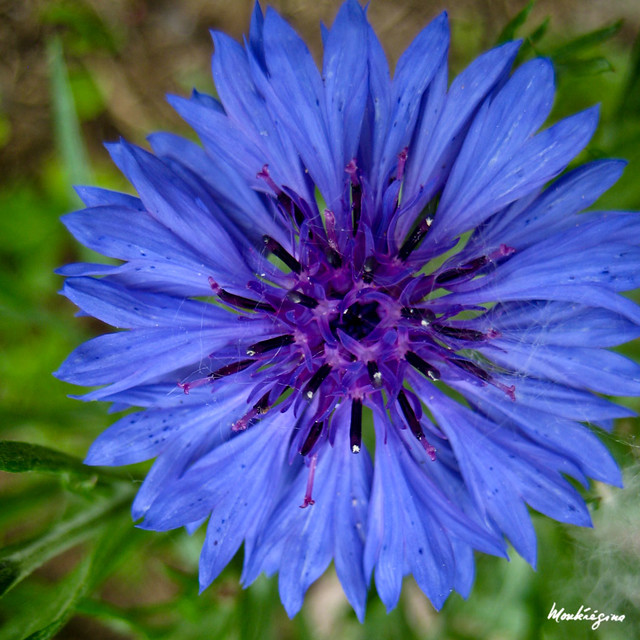 Cornflower - Le bleuet centaurée