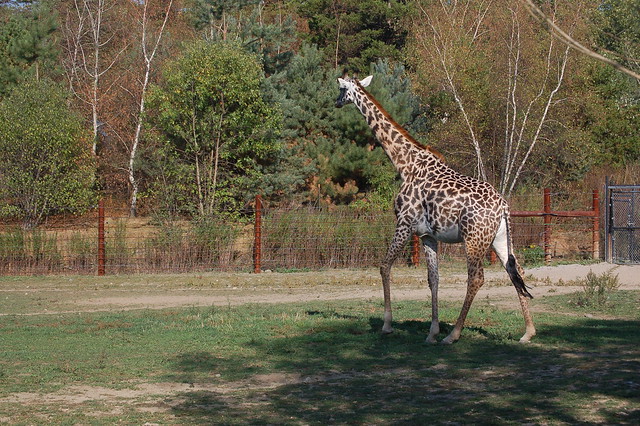 Franklin Park Zoo, Oct 2007: Giraffe!