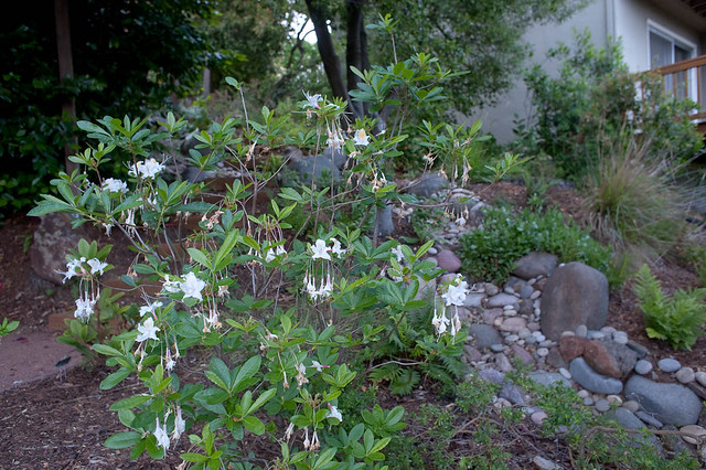 Rhododendron occidentalis - Western Azalea