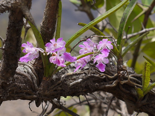 Fox Brush Orchid | Orchidaceae (orchid family) » Aerides mac… | Flickr