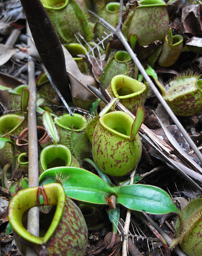 malaysia pitcherplant pelepah