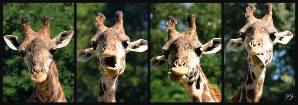 The many faces of the giraffe......... by astanse♥(Angela Stansell)