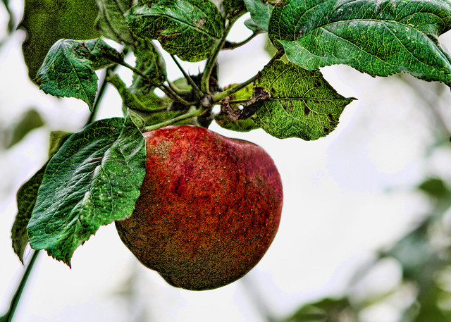 A Ripe Apple in the Orchard at Ann Hathaway's Cottage