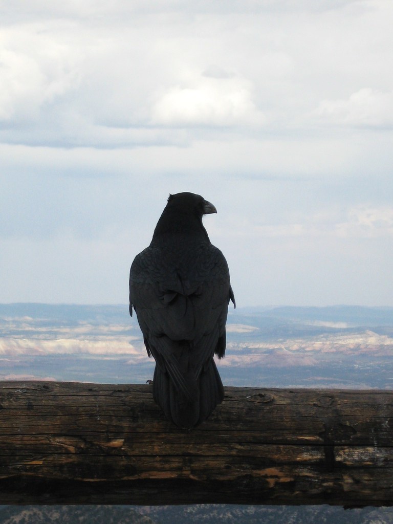 Raven enjoying the view at Bryce Canyon