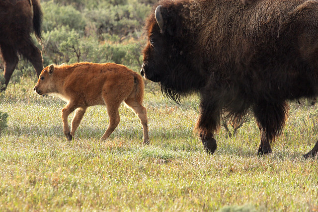 A Wild America Bison Calf and Cow