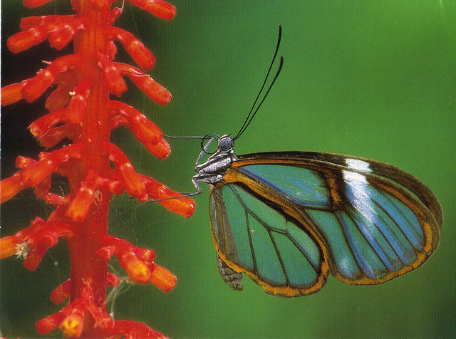 Glasswing Butterfly Postcard