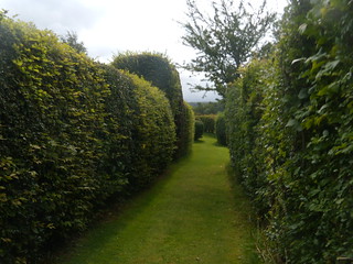 Manicured footpath Not many footpaths have their own lawn and neatly clipped hedges Hassocks to Brighton