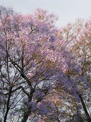 Jacaranda