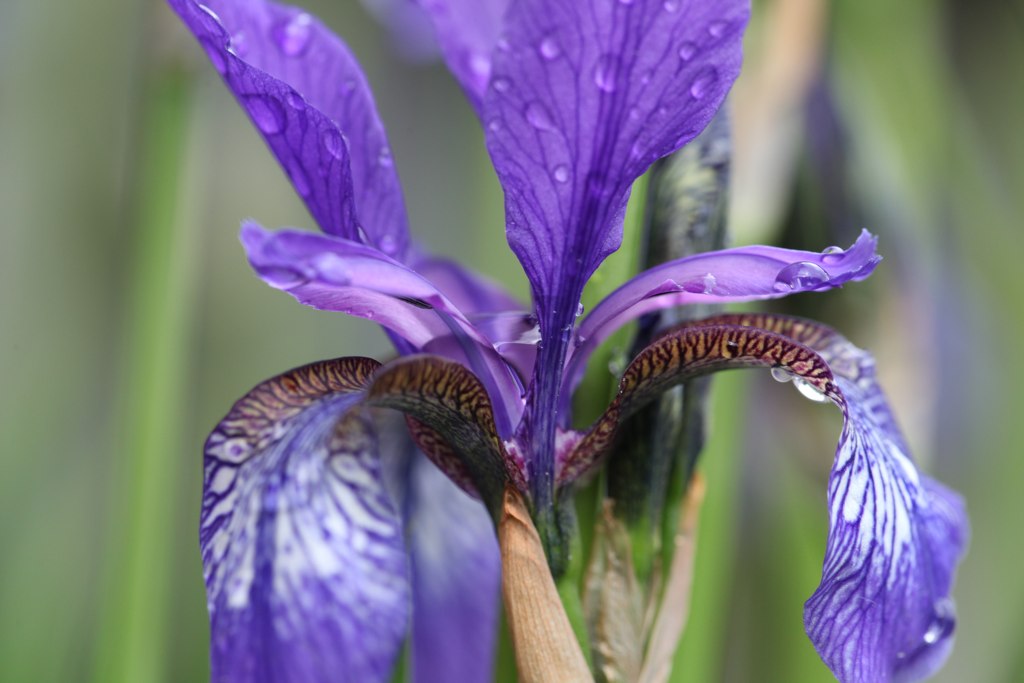 blå iris