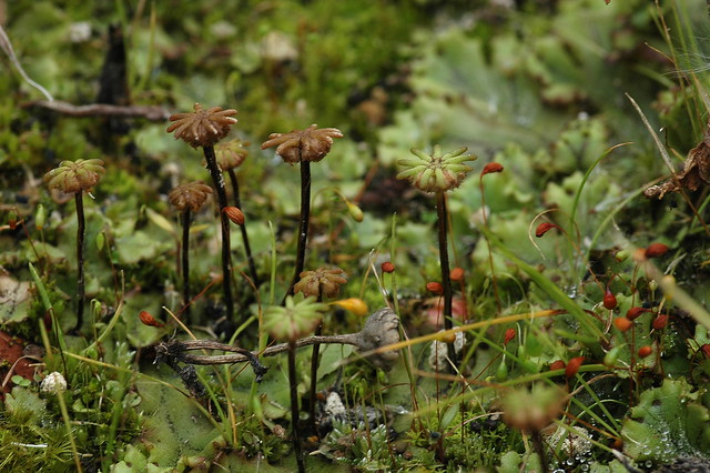 Marchantia polymorpha (Common Liverwort / Parapluutjesmos)