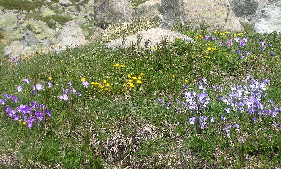 Julier Pass - Alpine Flowers