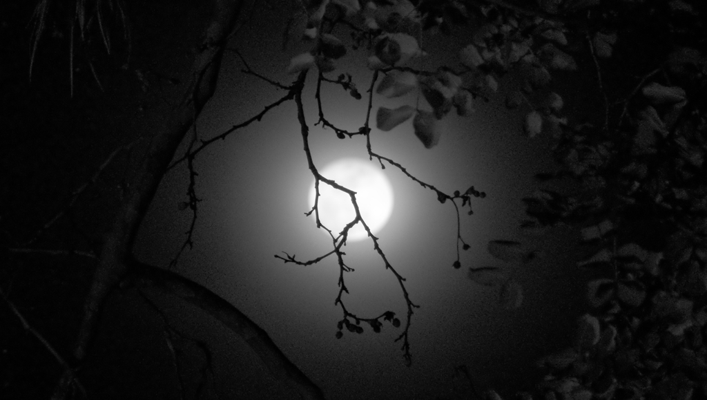 Luna misteriosa - Mysterious Moon | Hoy, 20 de Julio de 2009… | Flickr
